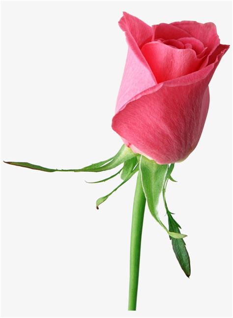 Roses Png Cliparts - Roses Flower Pic Single - Free Transparent PNG Download - PNGkey