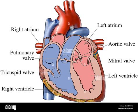 Heart Diagram With Valves