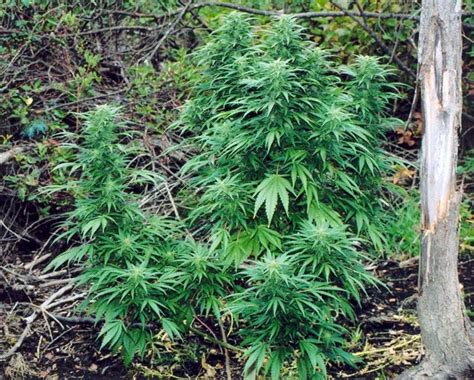 Outdoor growers - Cannabis Cultivation - Growery Message Board