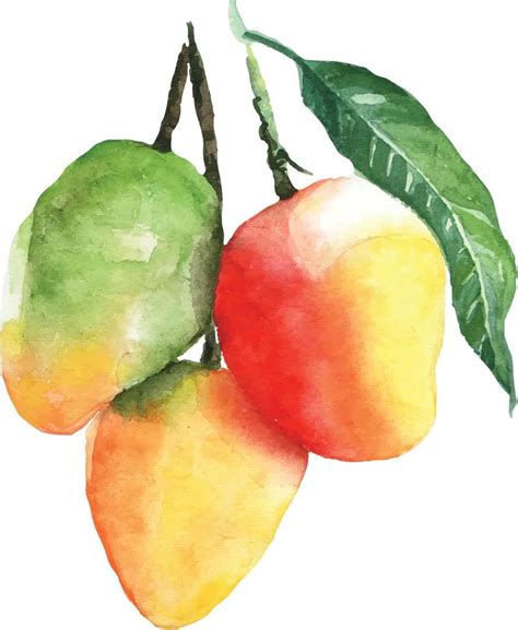 watercolor mango with green leaf illustration background 14071240 ...