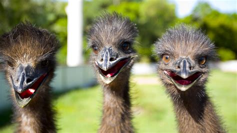 Emu Vs Ostrich Size