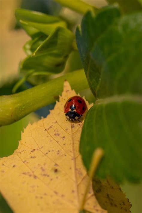 Red Ladybug on Yellow Leaf · Free Stock Photo