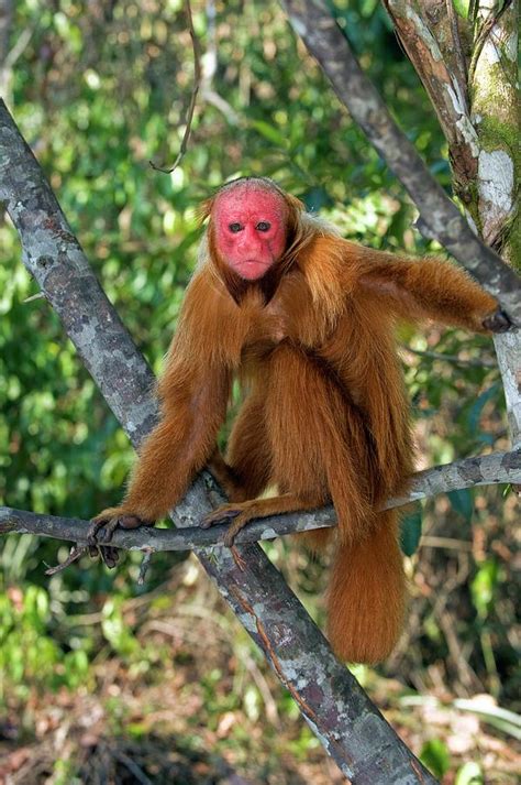 Red Bald Uakari In A Tree Photograph by Tony Camacho/science Photo Library - Fine Art America