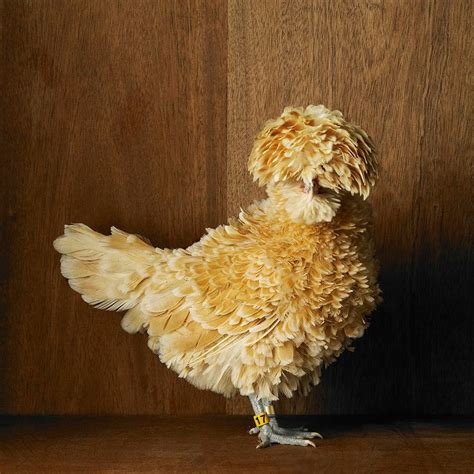 afro chicken | Chicken breeds, Beautiful chickens, Fancy chickens