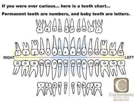 teeth letters and numbers - Google Search | Teeth anatomy, Baby tooth chart