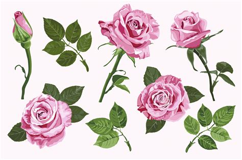 Pink Vector Roses Elements Set Isolated on the White Background Graphic by TasiPas · Creative ...