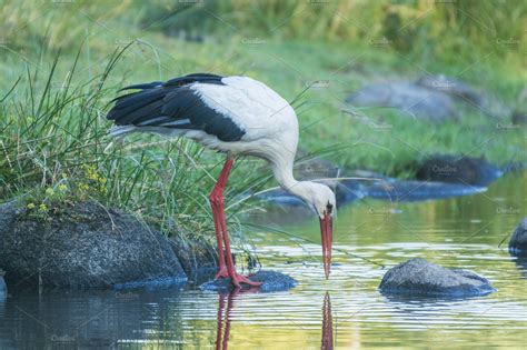 White stork containing adult, africa, and african | Animal Stock Photos ~ Creative Market