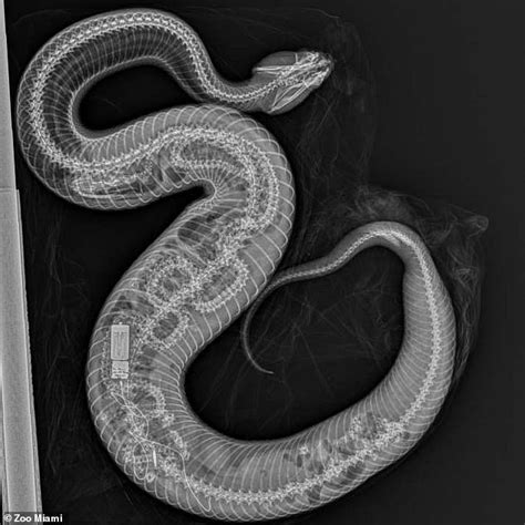 Grim X-ray shows python INSIDE stomach of water moccasin that ate the ...