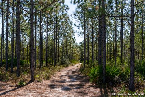 Review of the Point Washington State Forest in FL