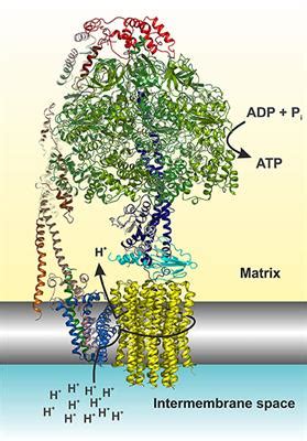 Frontiers | ATP Synthase Diseases of Mitochondrial Genetic Origin