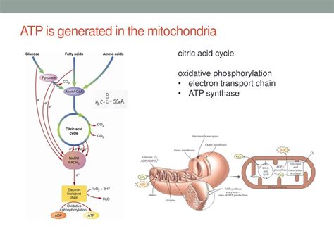 PPT - Mitochondria III: ATP - the energy Currency of the Cell ...