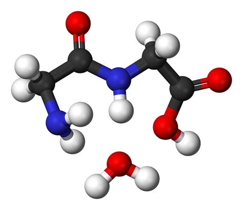 How does an enzyme convert a dipeptide into two separate amino acids? | Socratic