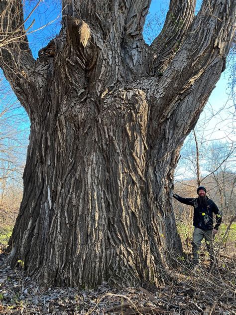 Upstate New York tree hunter just discovered the biggest tree in NY ...