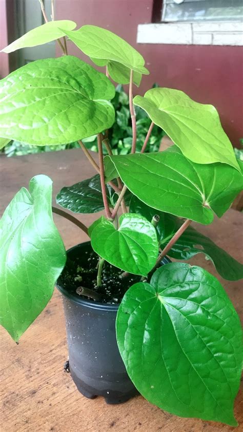 Betel Leaf Plant Piper Betel Daun Sirih Plant Organic | Etsy