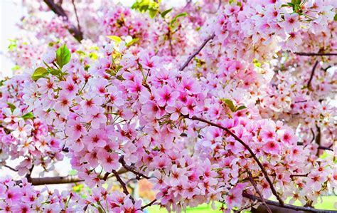 hewan lucu 2016: animasi bergerak bunga sakura berguguran Images