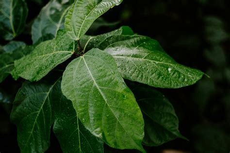 Red Leaves of a Plant · Free Stock Photo