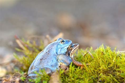 What Is Amplexus?+Types and Importance - Amphibian Life