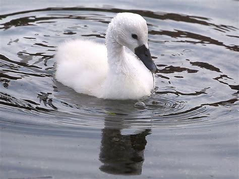 Beloved baby swans rescued but mother eaten, police say | National Post