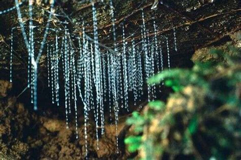 Is Te Anau the best place to see glow worms in New Zealand? – 1964 ...