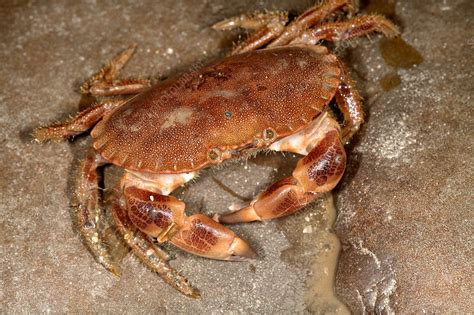 Edible crab - Stock Image - Z220/0309 - Science Photo Library