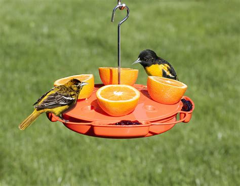 Best Oriole Feeder: Our Top 10 [Buying Guide & Reviews] - Birdwatching Buzz