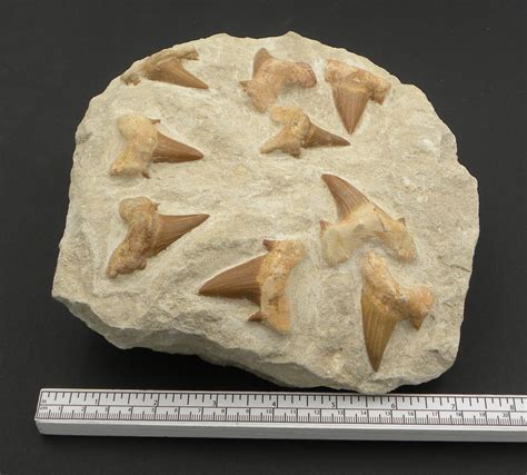 Fossilised Sharks Teeth otodus, mackerel shark, 9 teeth on matrix