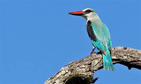 Kruger Park Birding Guide - Best Birding in South Africa