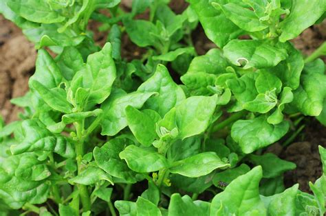 How to Grow New Zealand Spinach - Harvest to Table | Garden seeds, Plants, Spinach seeds