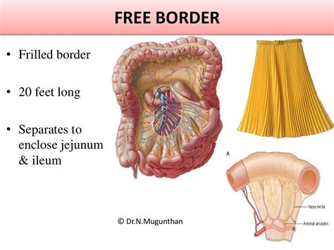 Mesentery, jejunum, ileum & superior mesenteric artery -PDF Lecture N…