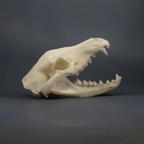 Tasmanian Tiger Skull Replica (Museum Quality) - AnySkull