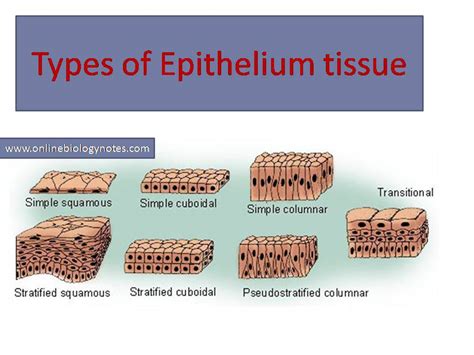 Cell Lining Cuboidal Stratified | www.picswe.net