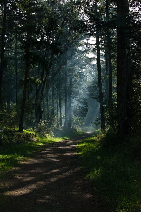 HD wallpaper: nature, trees, portrait display, path, forest, sunlight ...