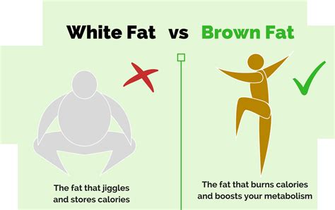 What Is White Fat and Brown Fat, and can CBD Help? - Doctor Bob Posner