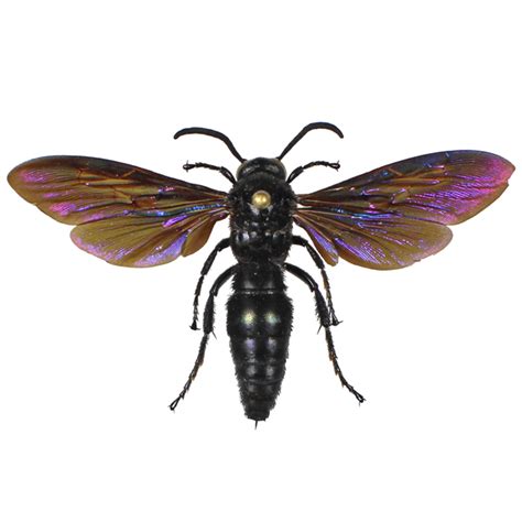 Scoliidae Archives - BioQuipBugs