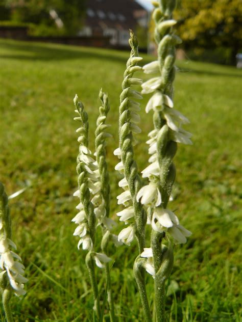 Peter Lovett's ramblings : Autumn Lady's-tresses orchids