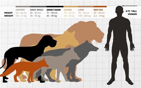 Top 168 + Animal size comparison - Lestwinsonline.com