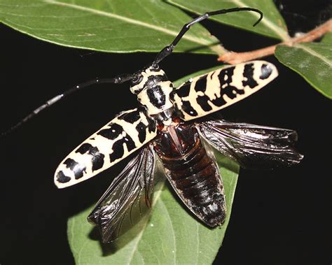 Cottonwood borer beetle (Plectrodera scalator) | A cottonwoo… | Flickr