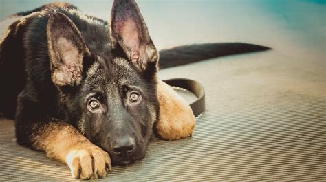 German_shepherd_dog_850.jpg