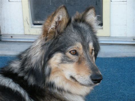 Beautiful husky and sheltie mix breed | Hybrid dogs, Big puppies, Siberian husky mix