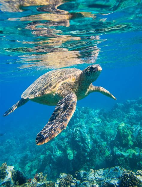 Green Sea Turtle | Imagine Our Florida, Inc