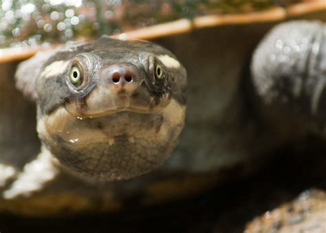 Mary river turtle | endangered turtle from south-east Queens… | Daniela Parra | Flickr