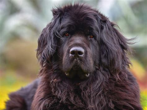 The 9 Largest Dog Breeds in the World | Reader's Digest