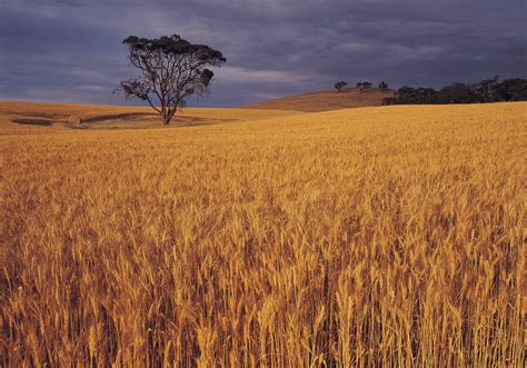 The (wheat) wonder Down Under - Manitoba Co-operator