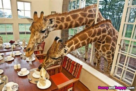 Hilarious PHOTOS of various animals stealing food from humans | BOOMSbeat