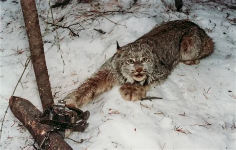 Types of Traps Used in Canada - The Fur-Bearers