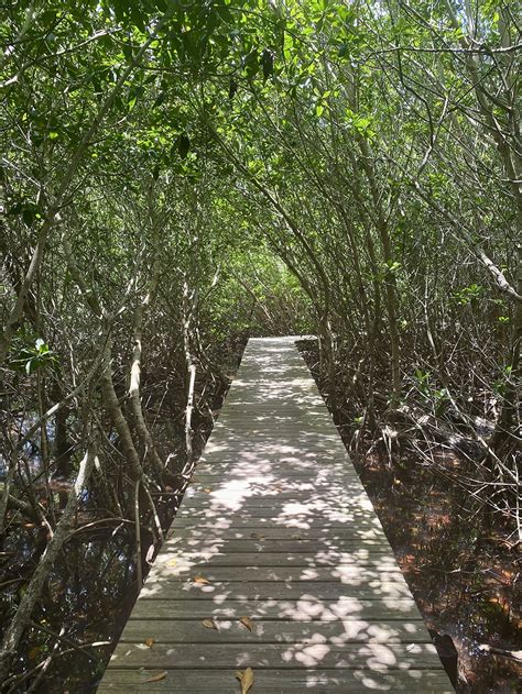 Mangroveforest Copy | Sanibel-Captiva Conservation Foundation