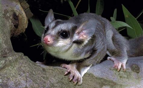 Squirrel Glider (Petaurus norfolcensis) Australia | Australian mammals ...