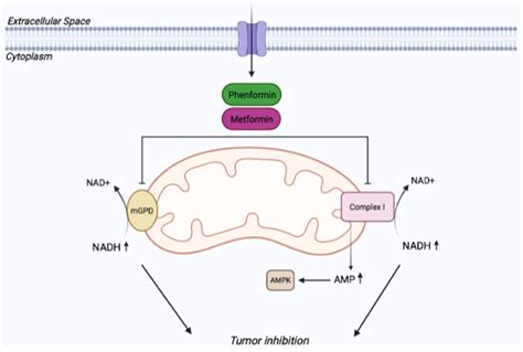 [PDF] The Mechanism of Action of Biguanides: New Answers to a Complex ...