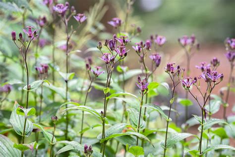 How to Grow and Care for Toad Lily