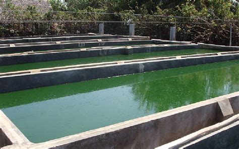 Best Spirulina Farming Equipment to Boost Your Farm's Output